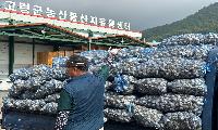 고령군, 2026년산 대서종 주아 1세대 씨마늘  수매 및 농가 공급